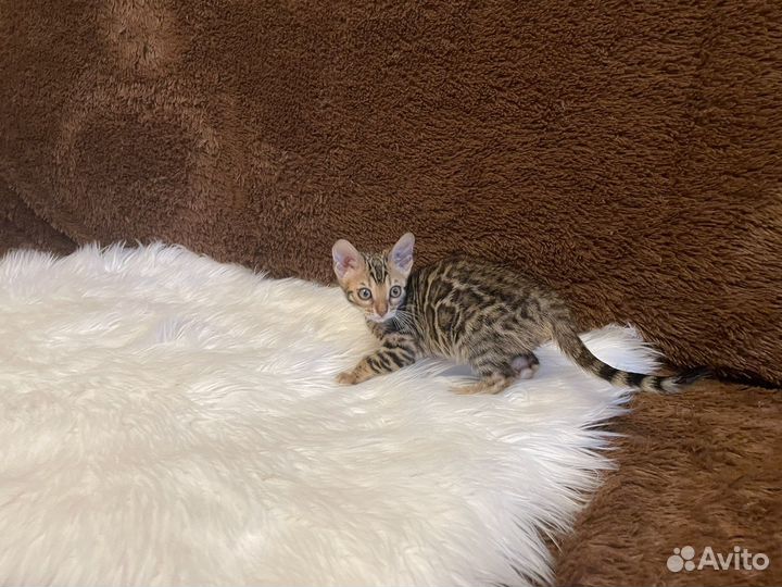 Бенгальские котята москва