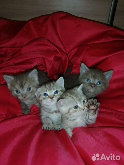 Британские котята