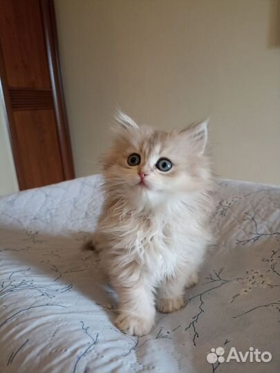 Персидская кошечка