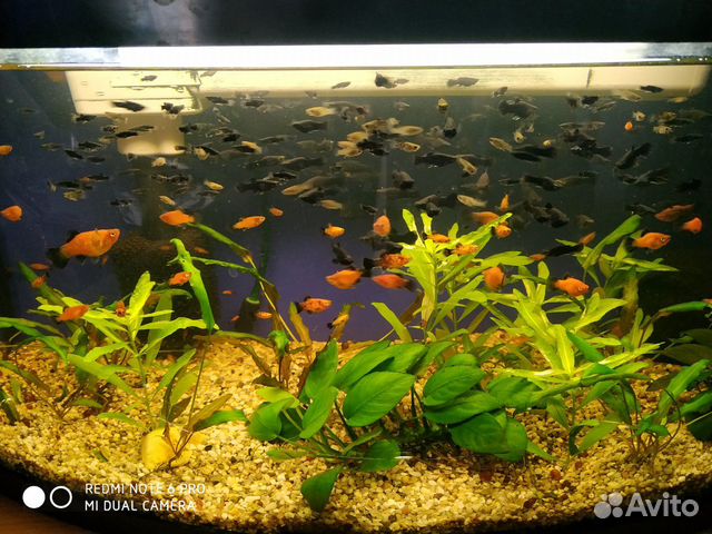 Рыбки моллинезия