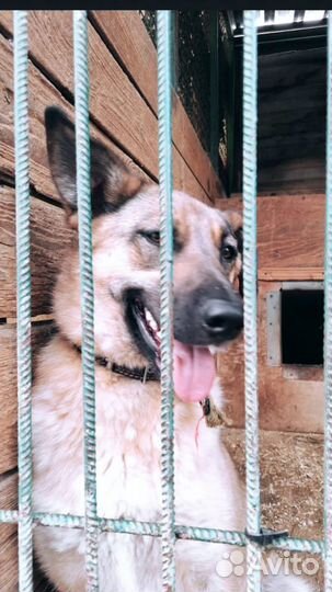 Собака ищет дом