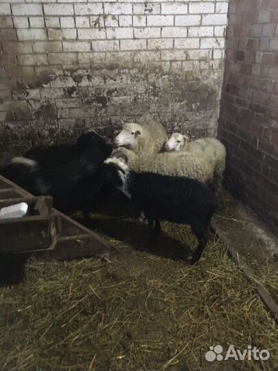 Овцы бараны ягнята