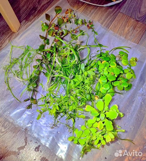 Аквариумные растения