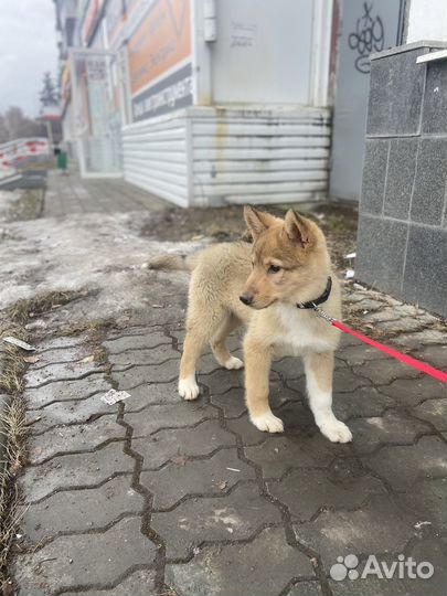 Мальчик в добрые руки