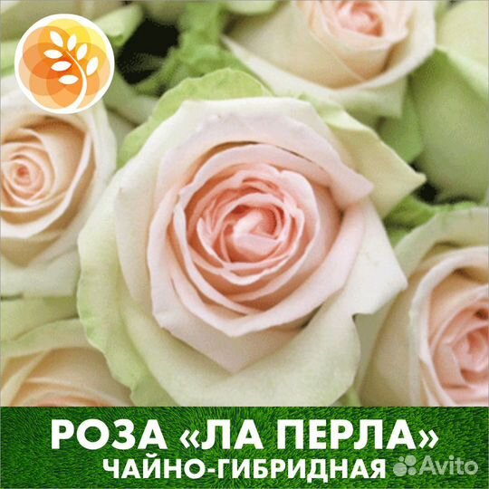 Саженцы роз