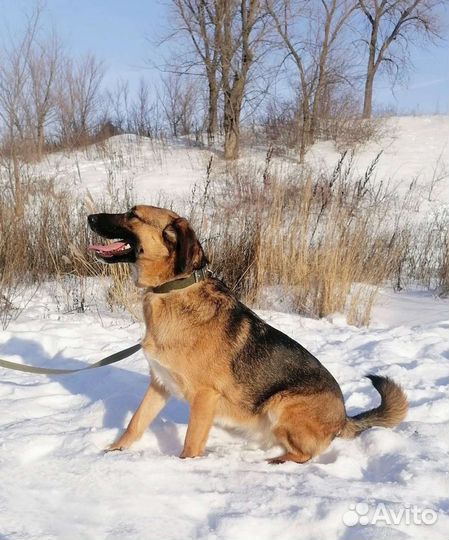 Собака Кассандра