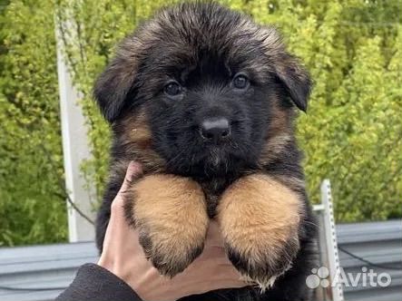 Элита немецкой овчарки
