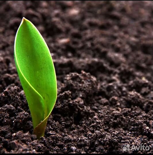 Земля плодородная, Перегной, чернозем, навоз