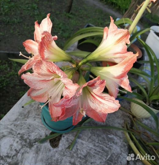 Гиппиаструм