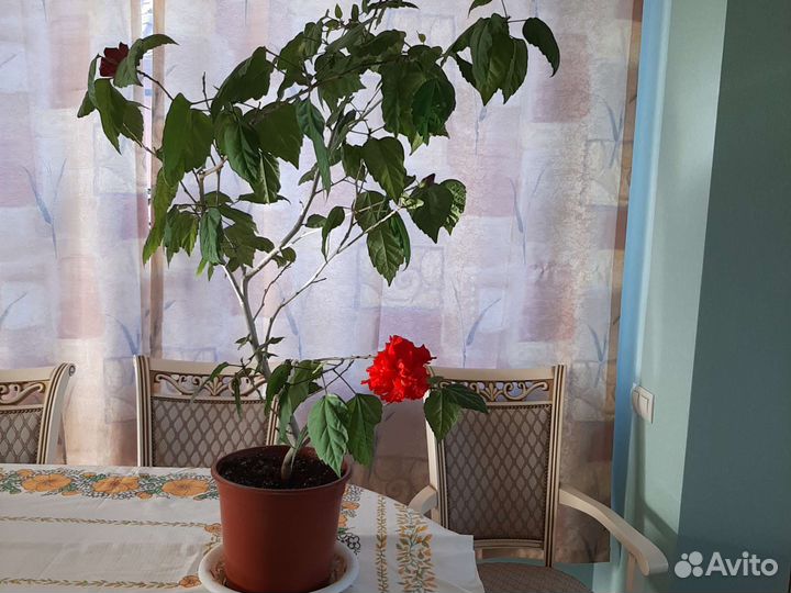 Гибискус китайская роза