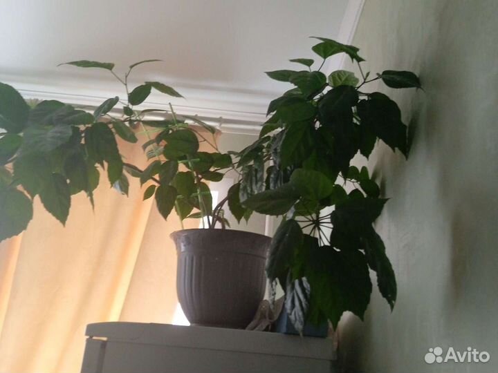 Роза Дикая Комнатная