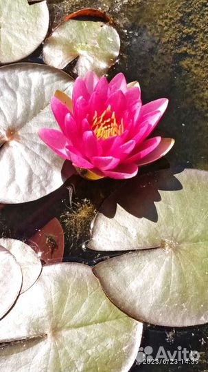 Растение водяная лилия (нимфея) кол-во ограничено