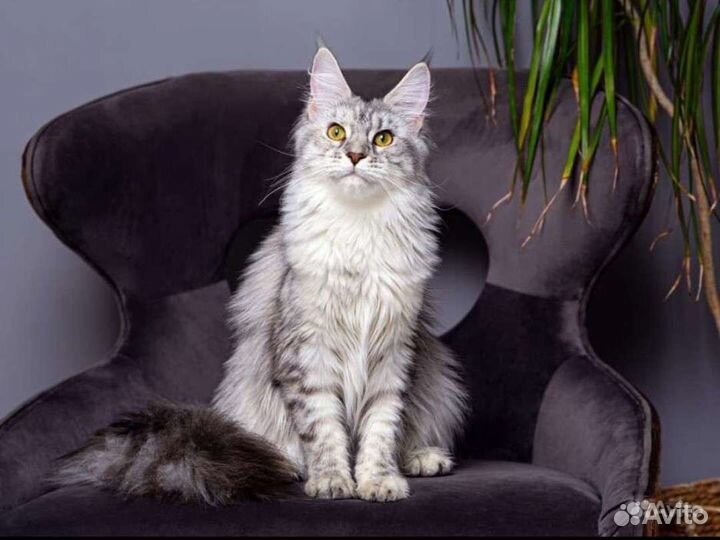 Кошка мейн кун в добрые руки