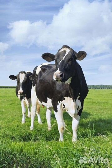 Молоко и молочная продукция