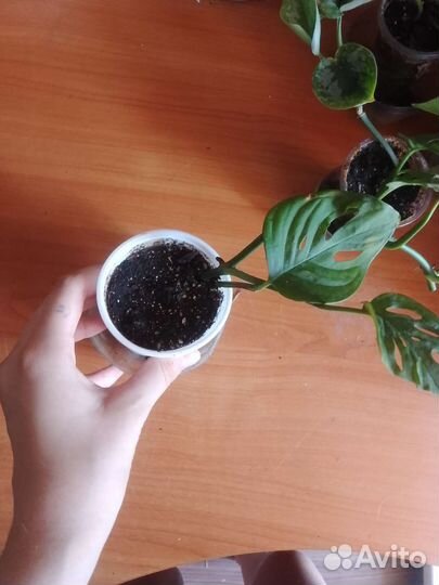 Растения по одной цене