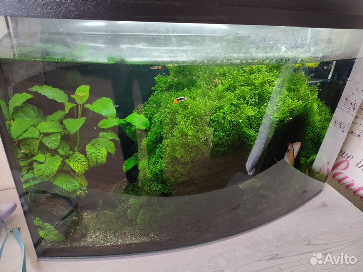 Растения для аквариума, мох рождественский