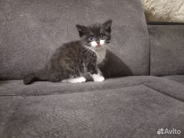 Котята отдам в добрые руки бесплатно