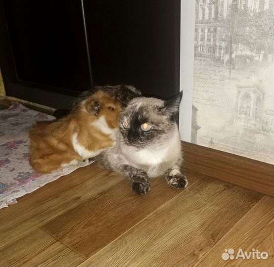 Продаю морскую свинку