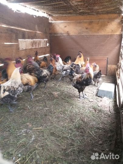 Петухи (Люйкеданьцзы)