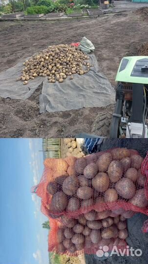 Продам картофель