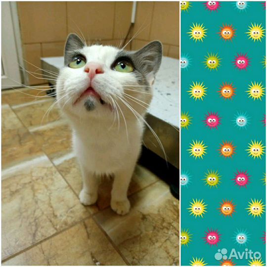 Ищет дом Котик не такой как все