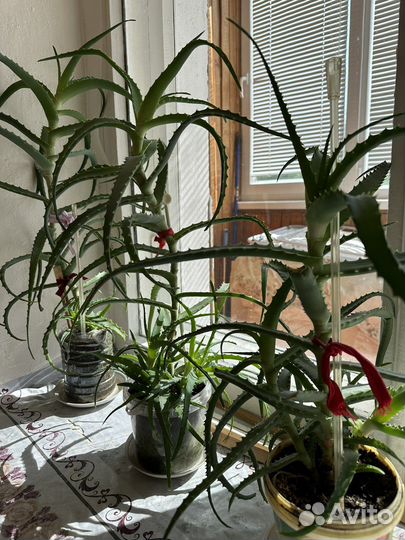 Алоэ вера, индийский лук