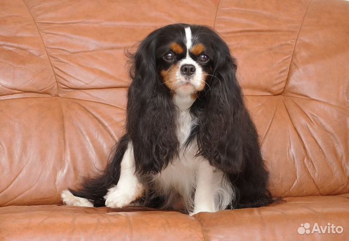 Кавалер кинг чарльз спаниель вязка