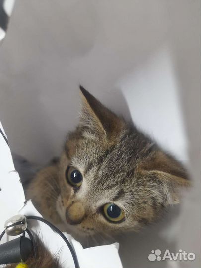 Кошечка в добрые руки