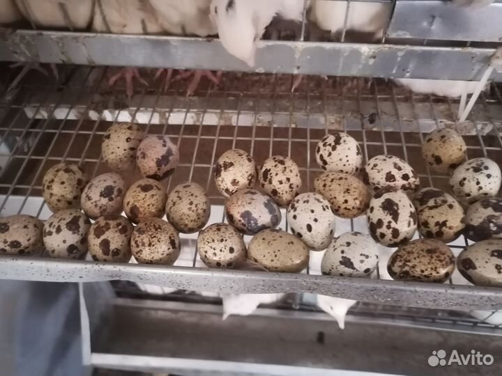 Яйца перепелиные