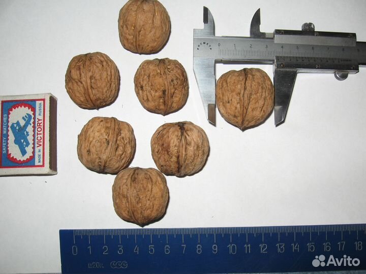 Саженцы сосна обыкновенная и грецкий орех