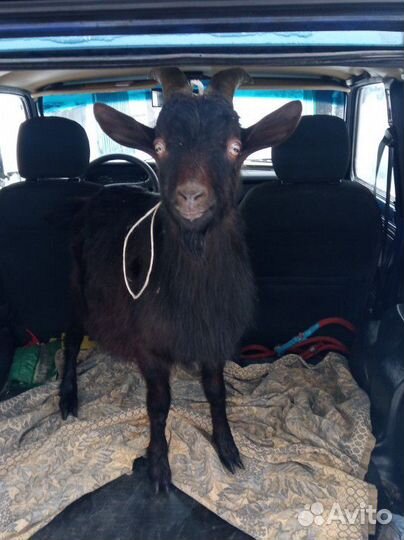 Козел покрытие, вязка. Не продажа