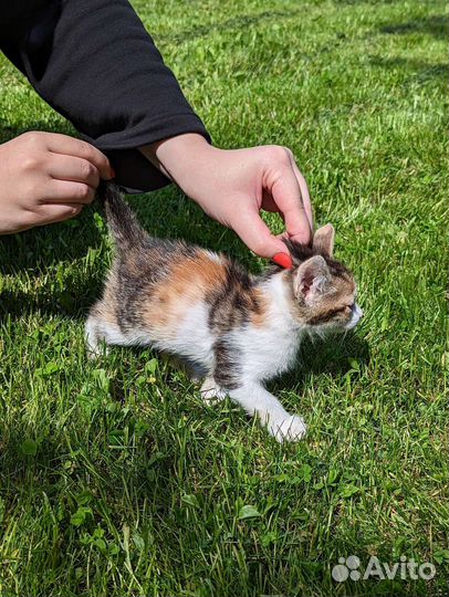 Трехцветный котенок на счастье