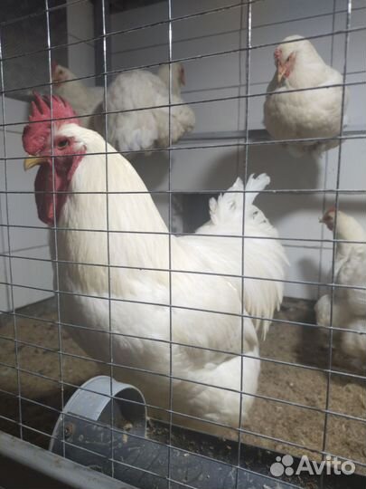 Джерсийский Гигант, Брама Тёмная