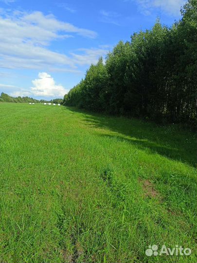 Мёд из коми, разнотравье 2023г