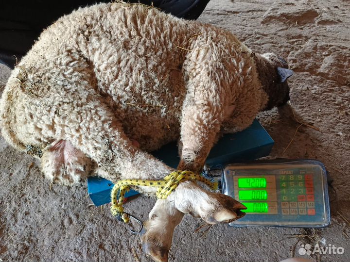 Баранчики на племя