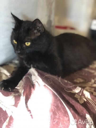 Ласковый нежный котик