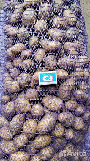 Семенной картофель гала Оптом