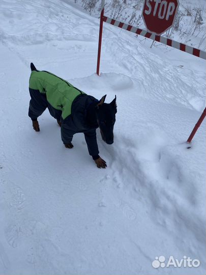 Одежда для собак