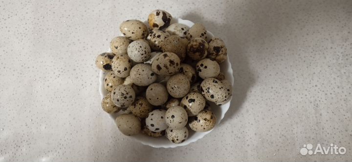 Яйца перепелиные домашние