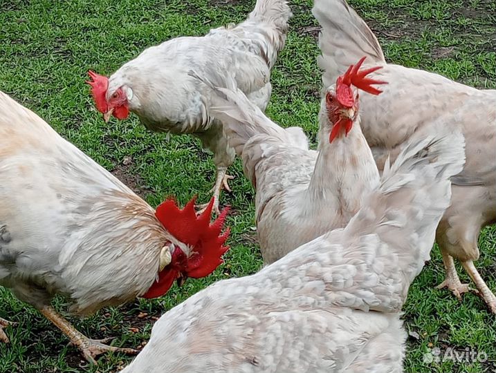 Куры разных пород