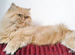 Кошечка красивая персидская