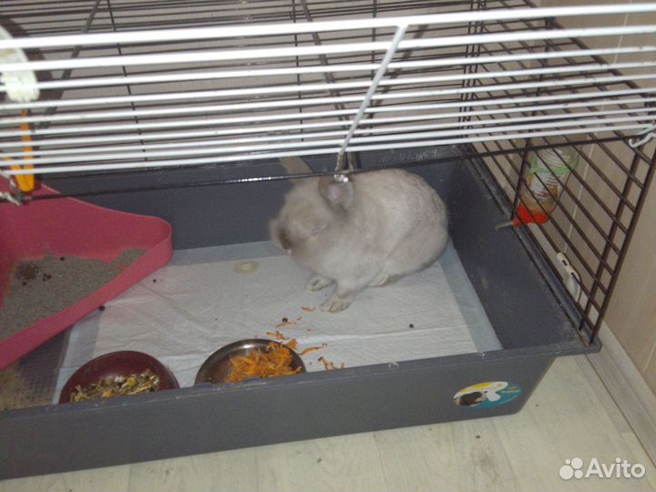 Домашний кролик