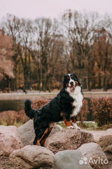 Кобель для вязки бернский зенненхунд шоу класс