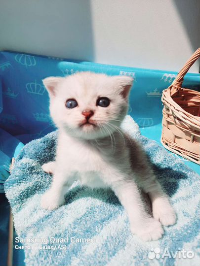 Котёнок Британец Серебристая шиншилла