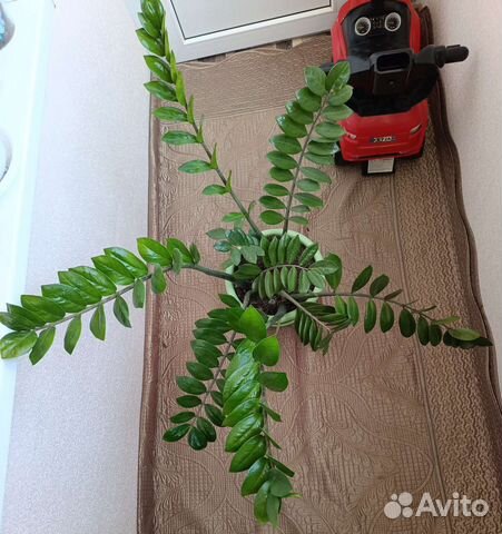 Замиокулькас