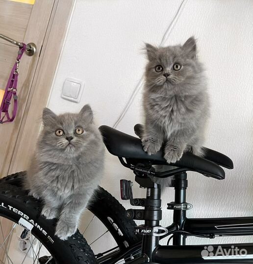 Британские котята