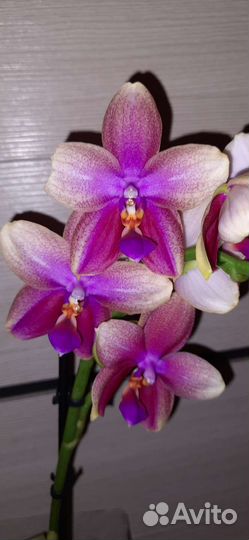 Фаленопсис Лиодоро