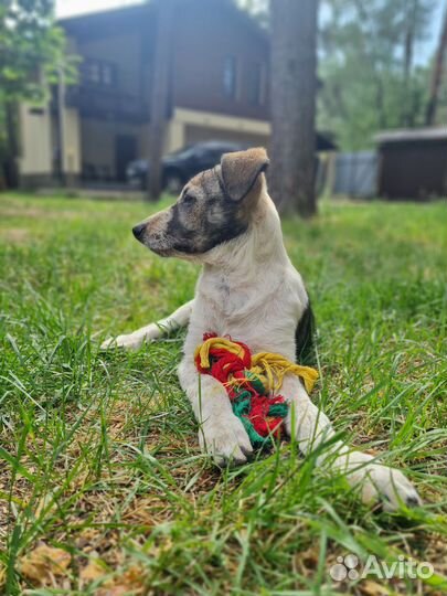 Щенок в добрые руки (девочка)