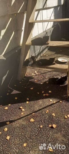 Отдаем в добрые руки.3 мальчика и 1 девочка