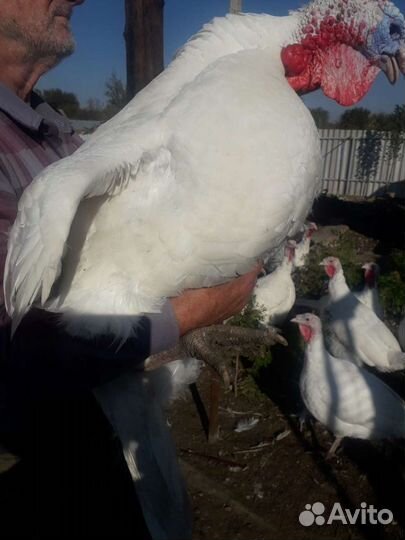 Индейка на праздничный стол